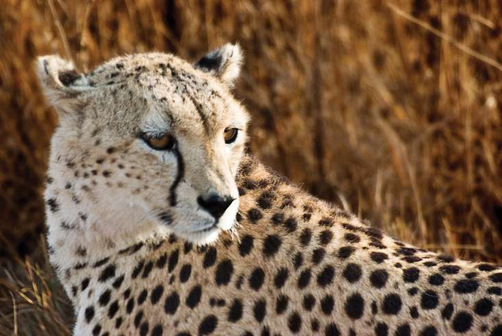 On safari in Kruger National Park
(Photos: G Adventures/Getty)